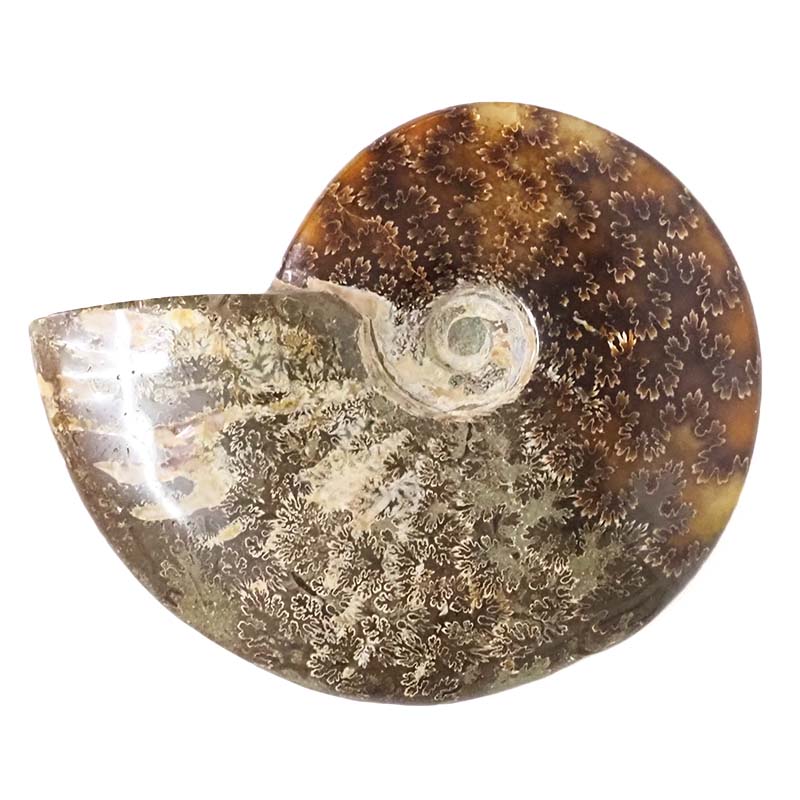 0.57kg Natural Large Ammonite Fossil DS1541 For Sale - AfterPay Available